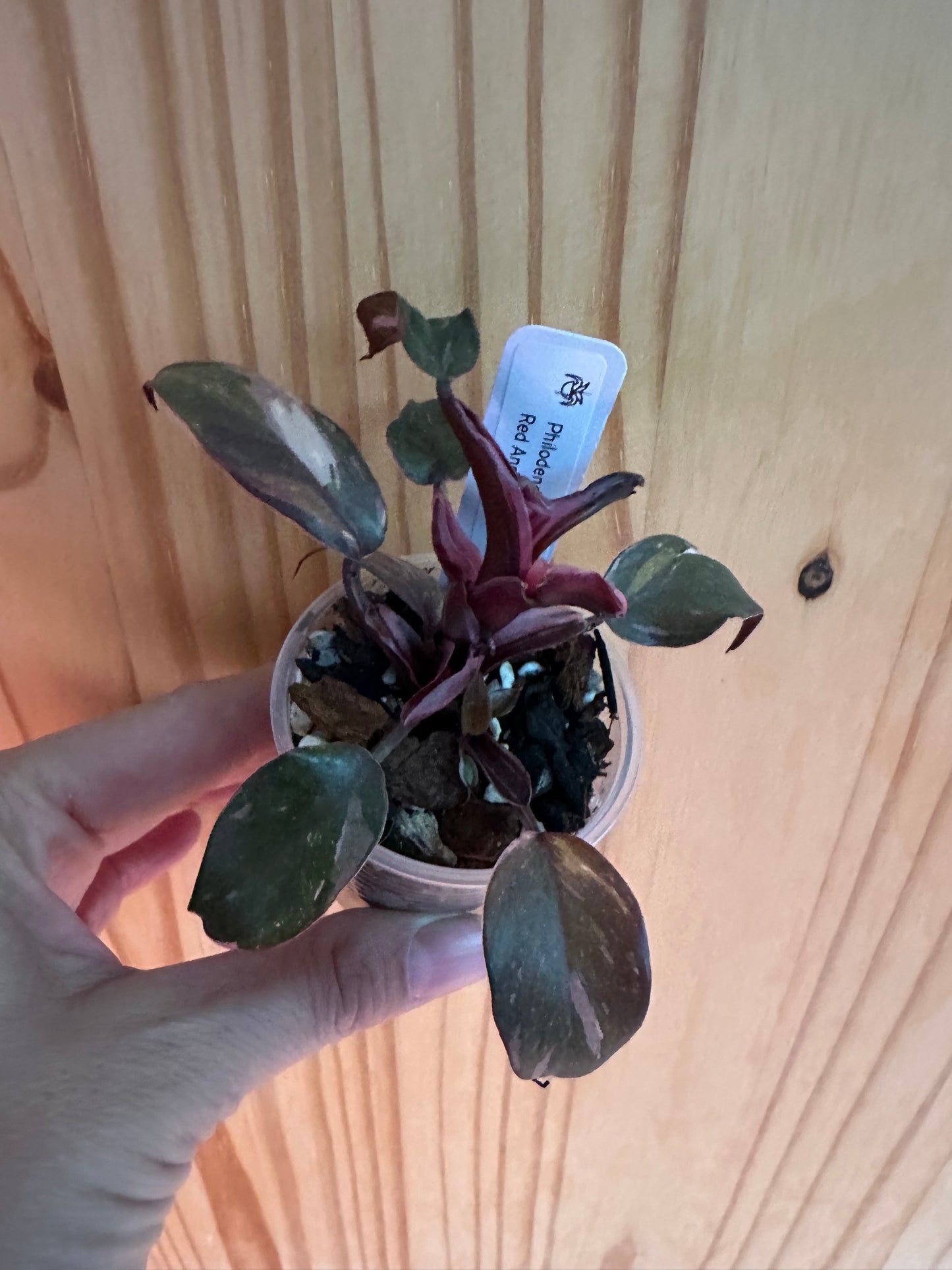Philodendron “Red Anderson”