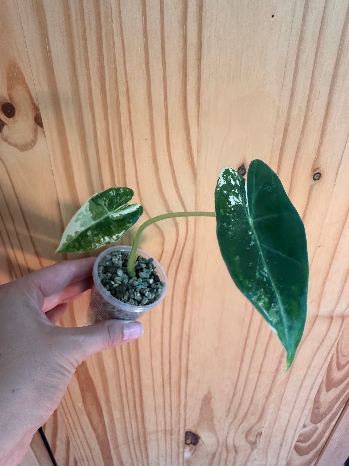 alocasia frydek variegated