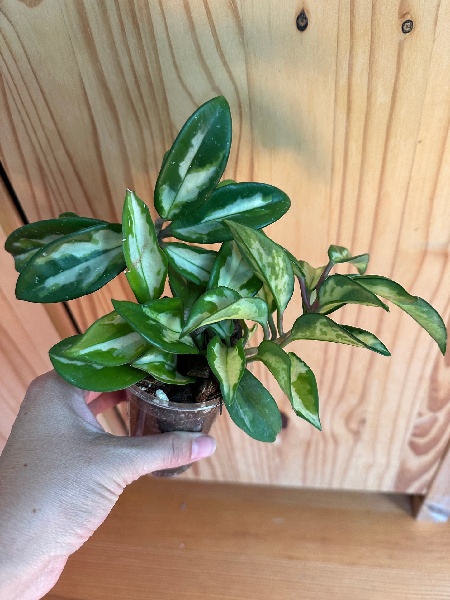 hoya krimson princess
