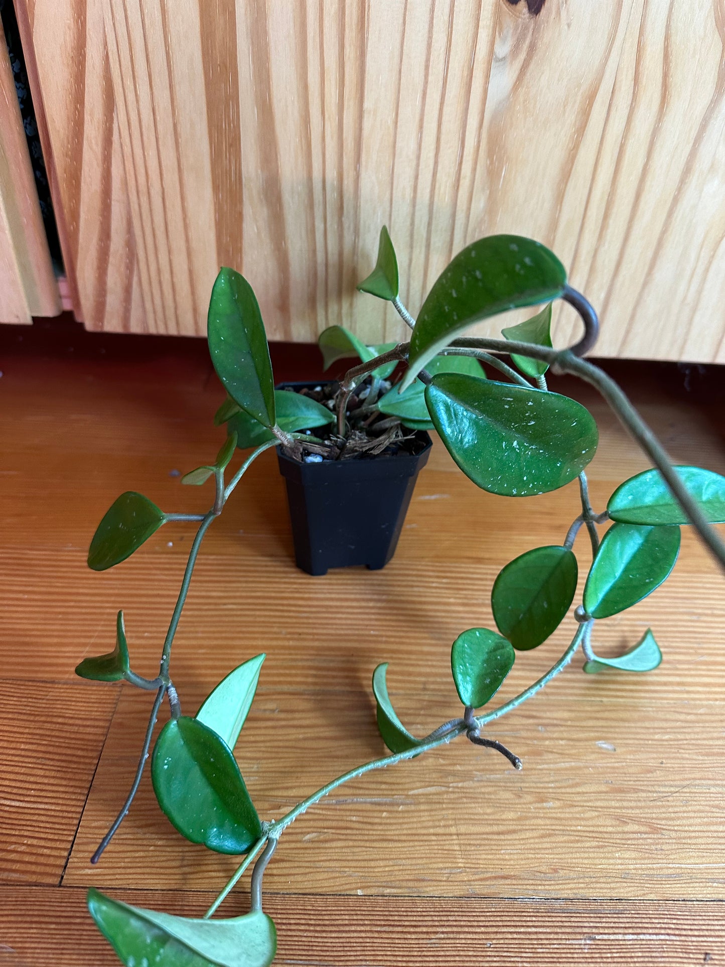 hoya krimson princess