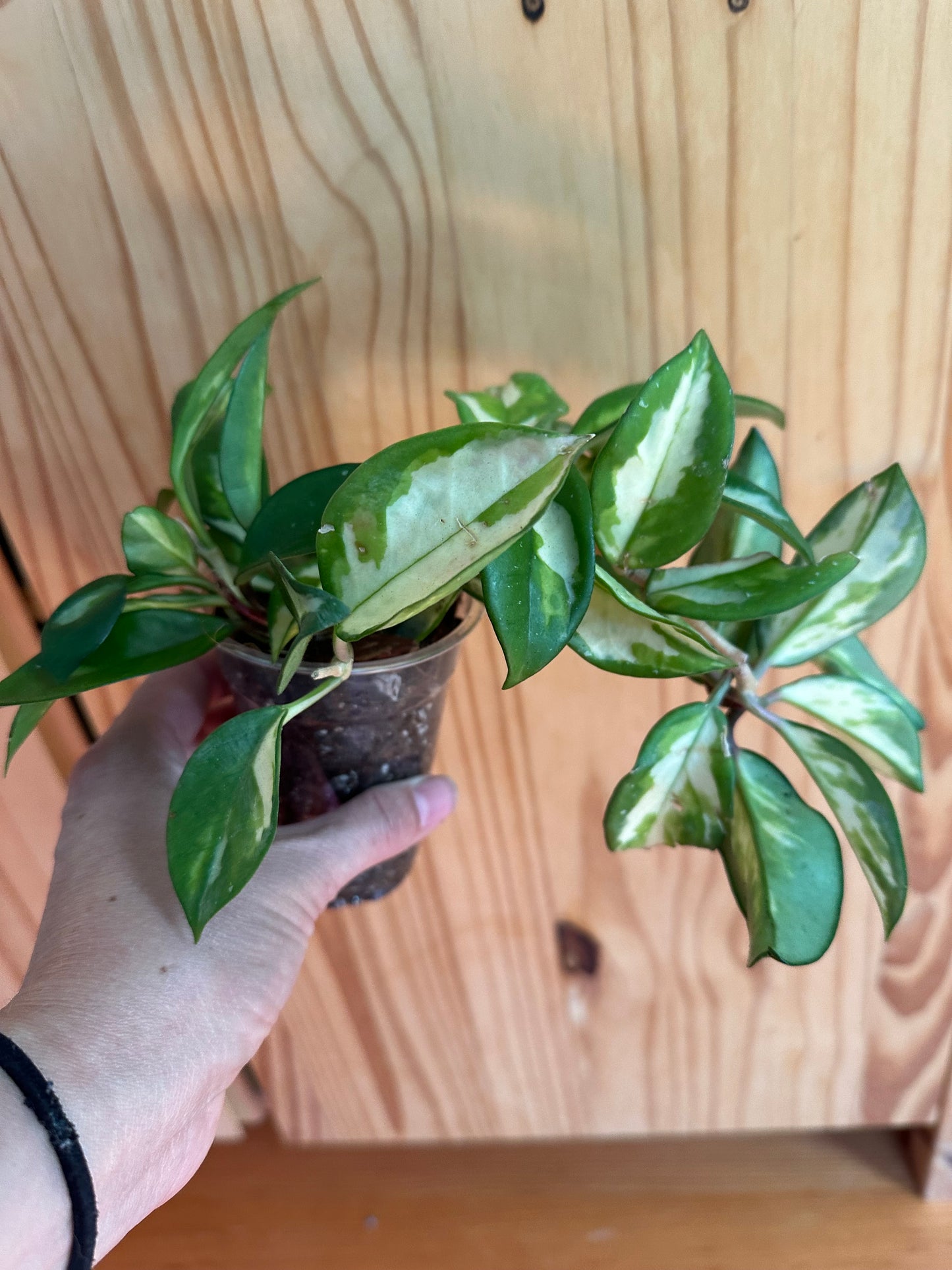 hoya krimson princess