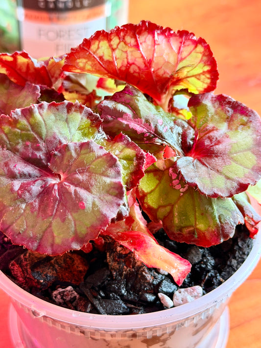 Begonia ‘Witches Cloak’
