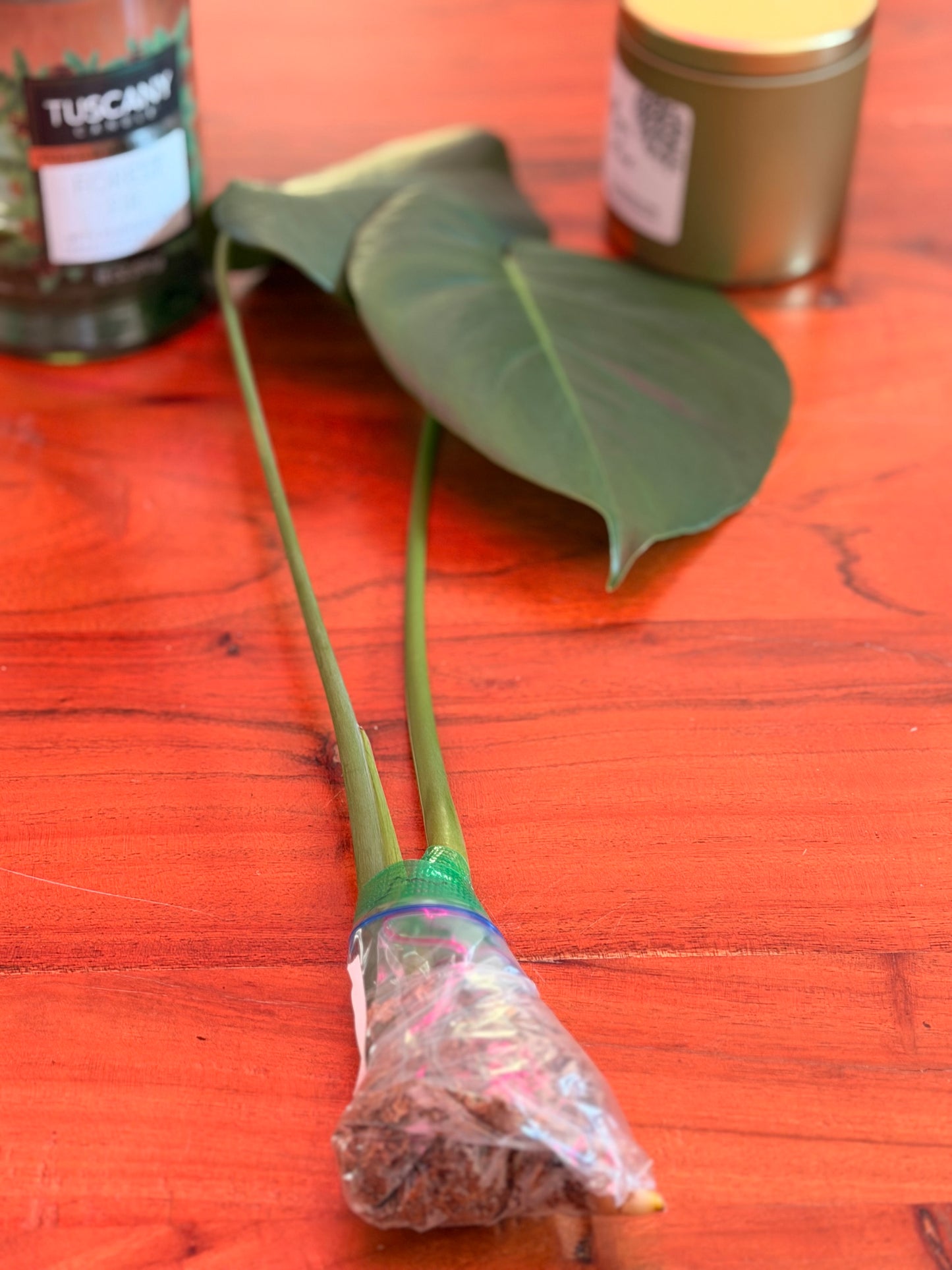 Monstera Deliciosa Rooted Cutting