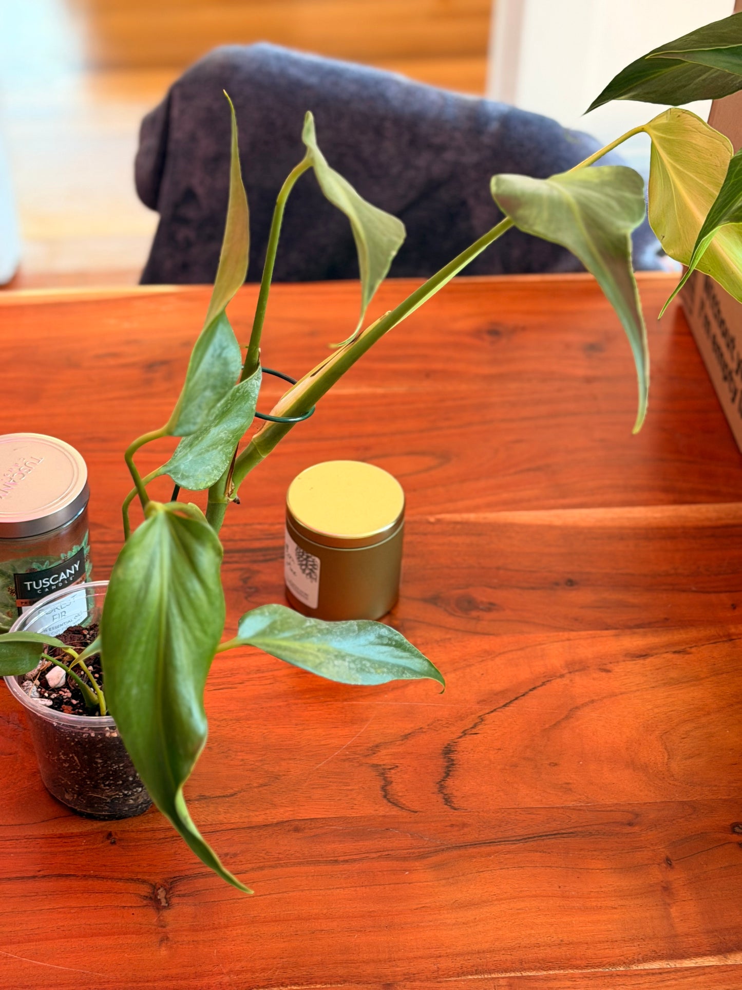 Monstera Burle Marx “Flame”