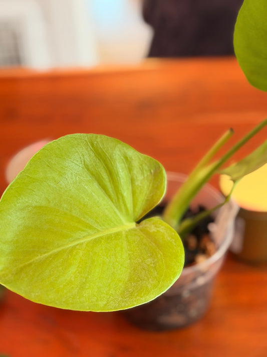 Monstera Deliciosa “Lemon Lime”
