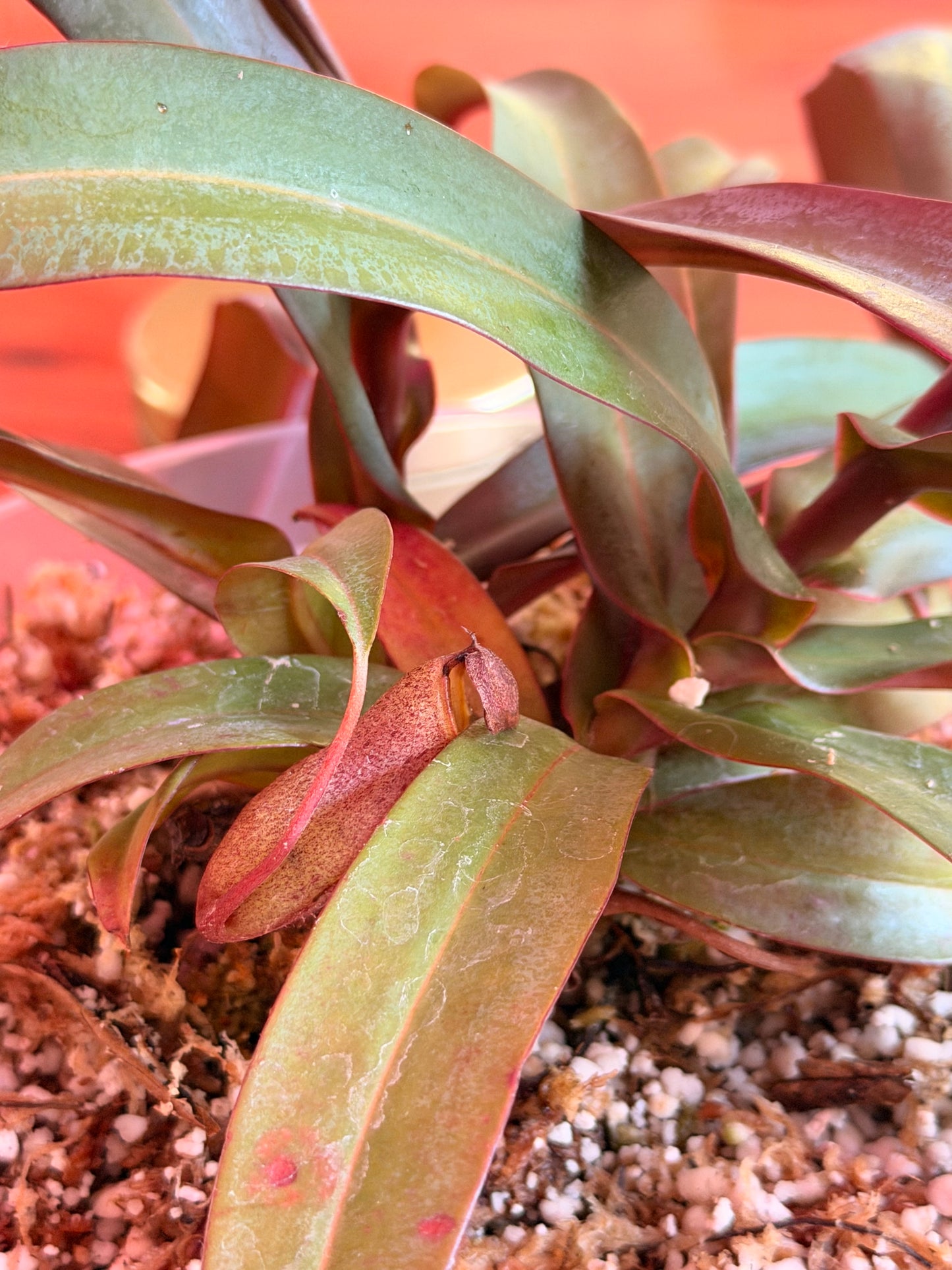 Nepenthes “Rebecca Soper” (Tropical Pitcher Plant)