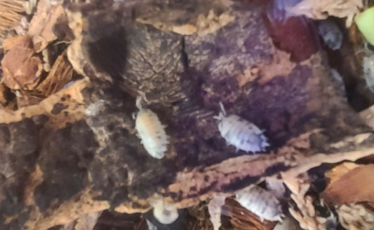 Isopod Colony - Dairy Cow 10+ ct