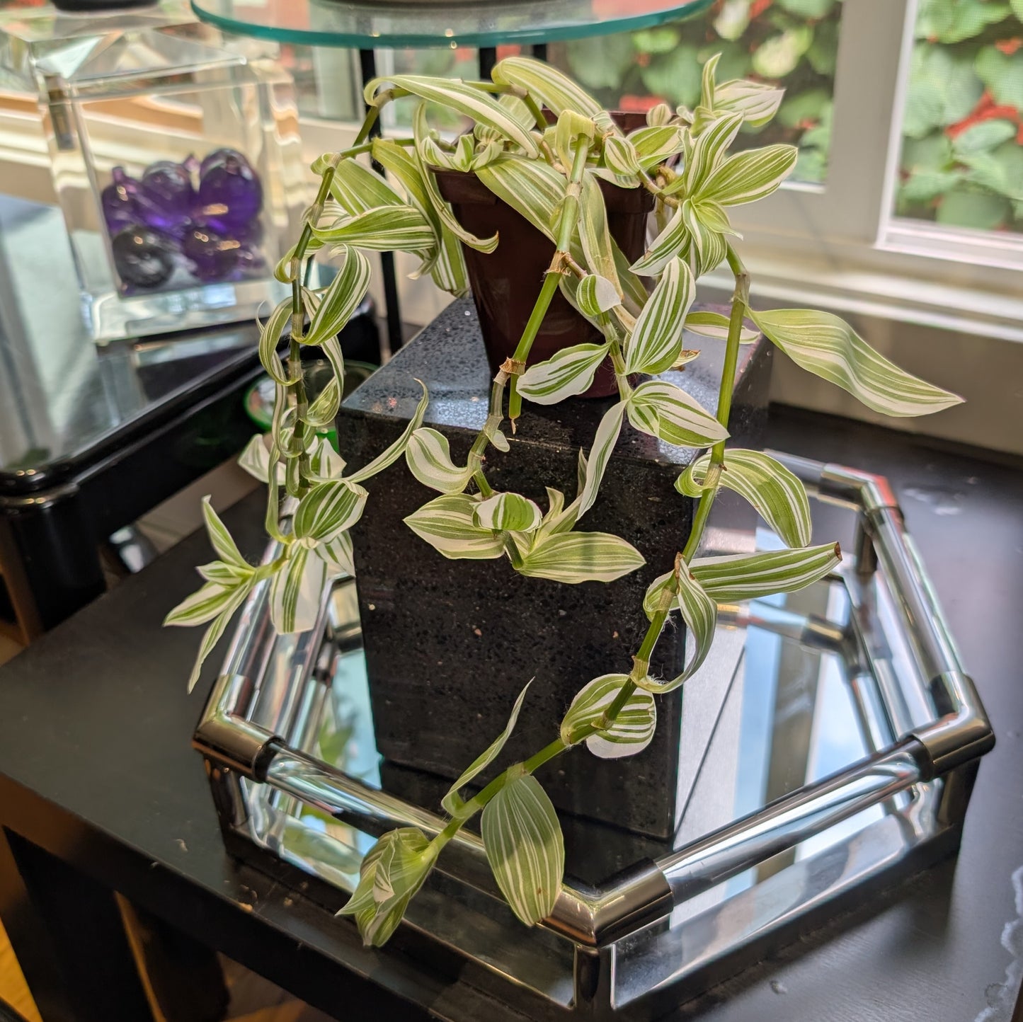 Tradescantia 'Pistachio White' 4" pot