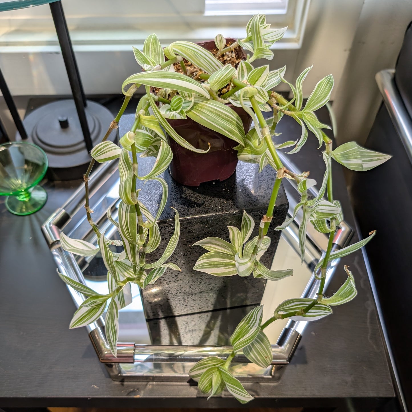 Tradescantia 'Pistachio White' 4" pot