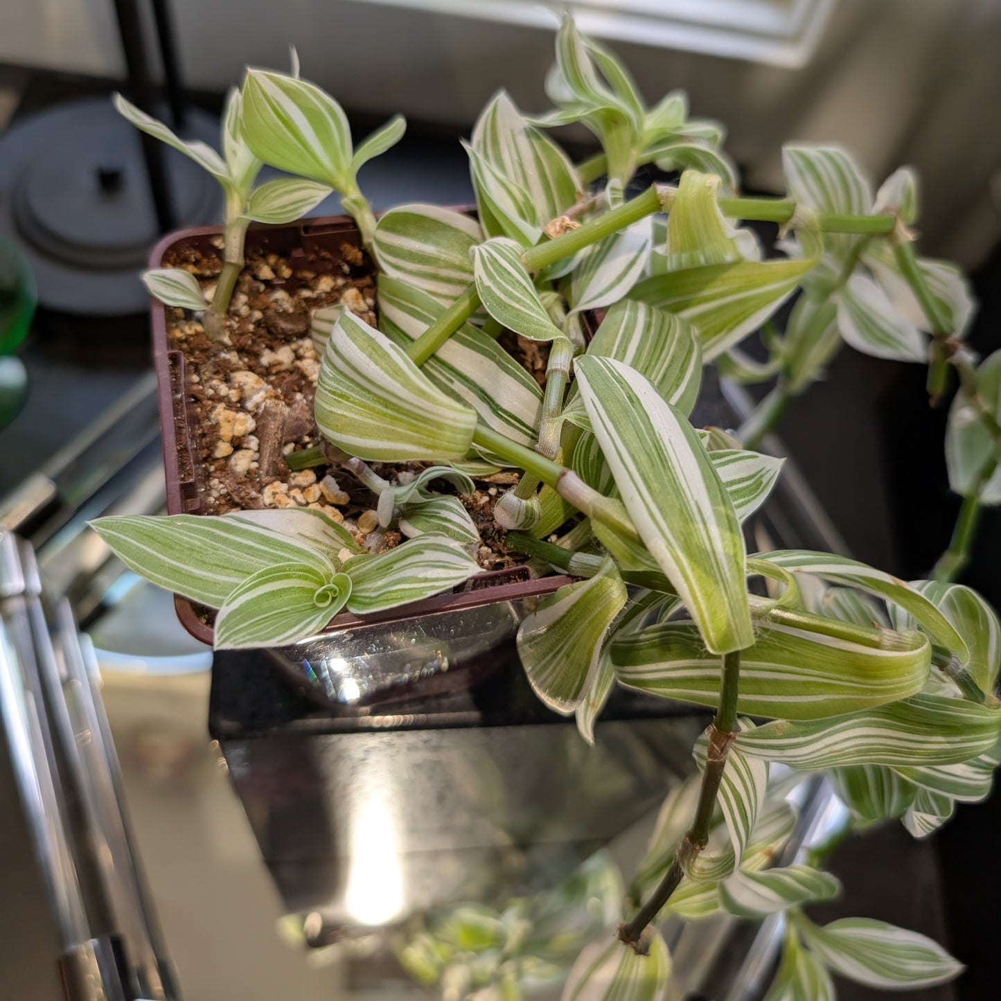 Tradescantia 'Pistachio White' 4" pot