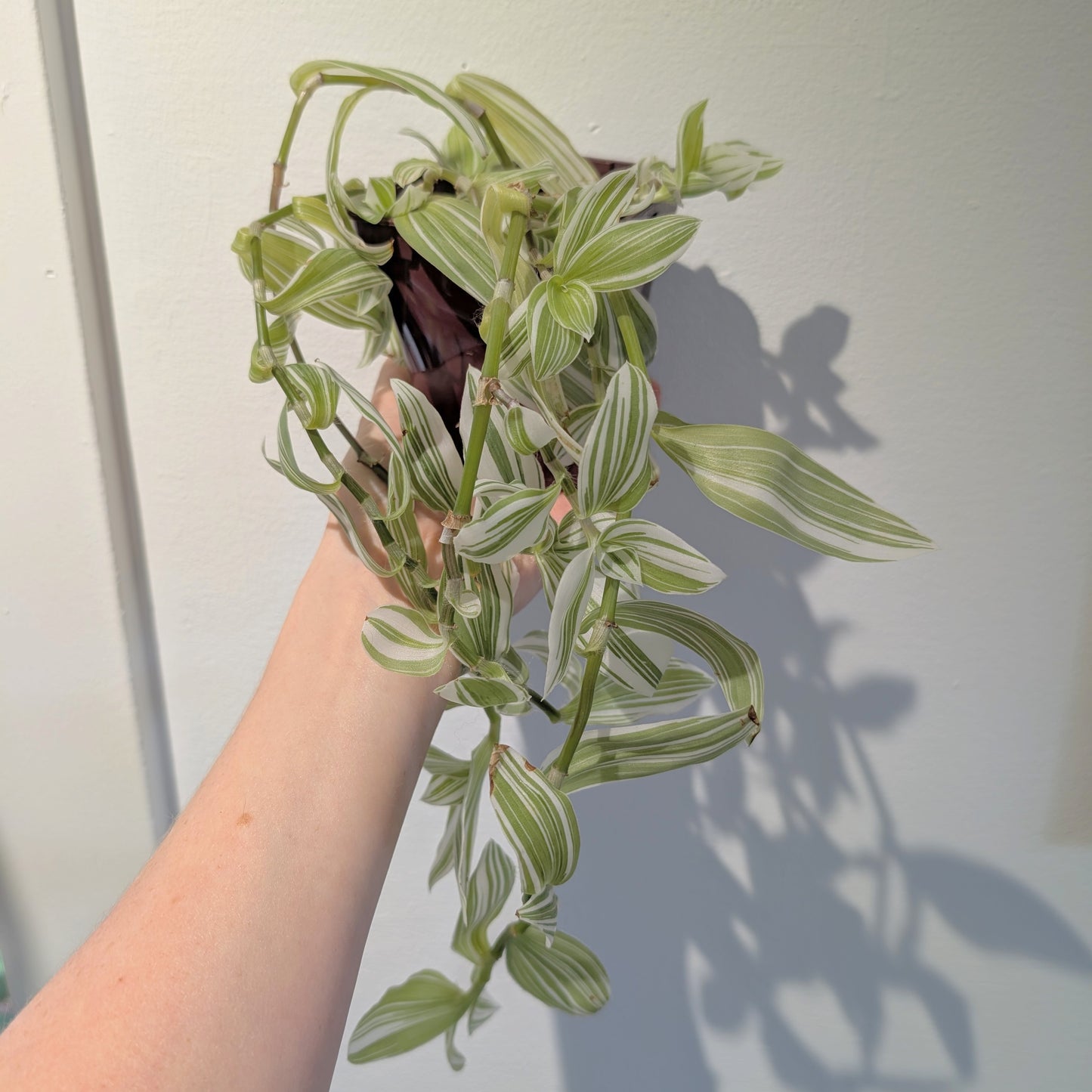 Tradescantia 'Pistachio White' 4" pot