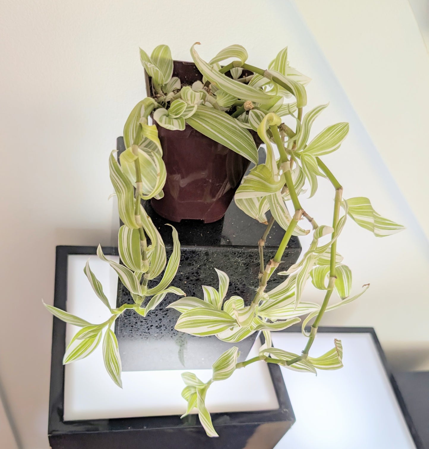Tradescantia 'Pistachio White' 4" pot
