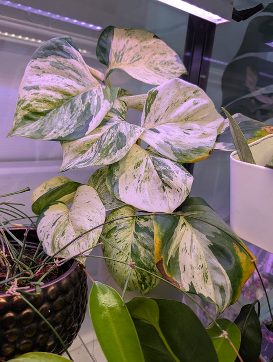 Manjula pothos