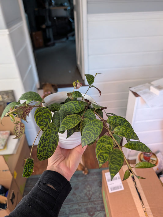 Black pagoda lipstick plant