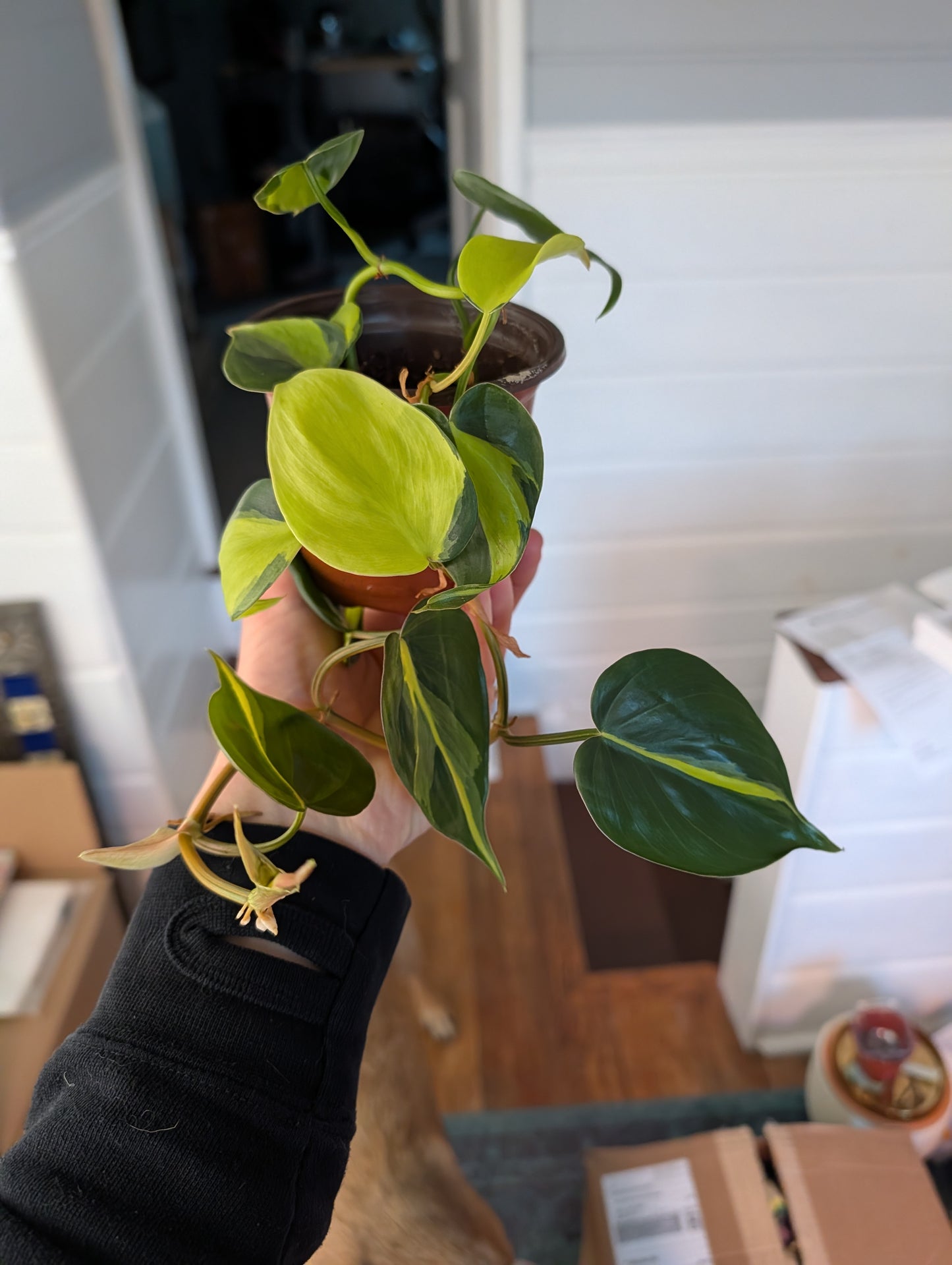 Philodendron brasil