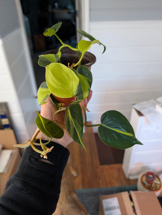 Philodendron brasil