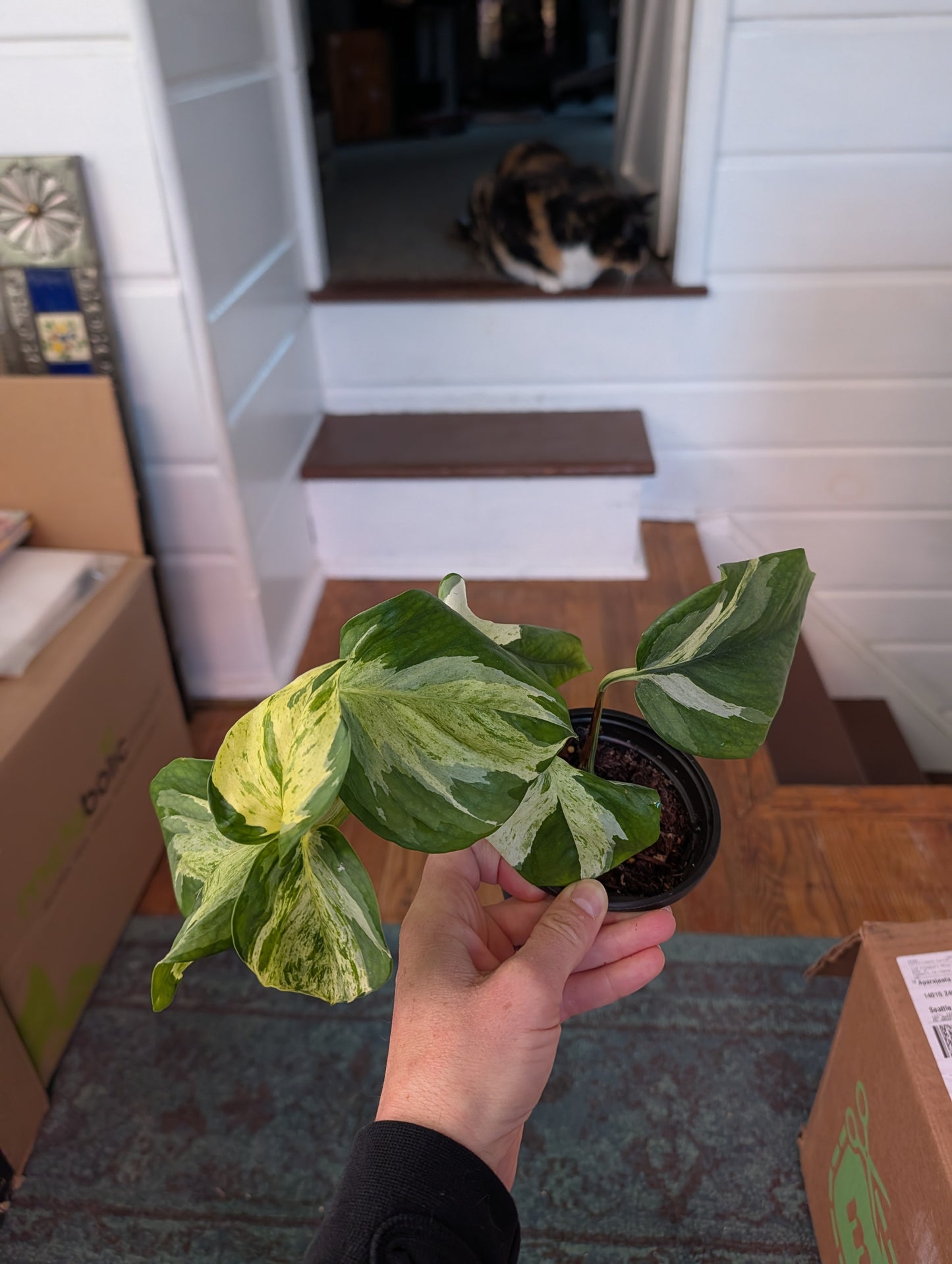 Manjula pothos