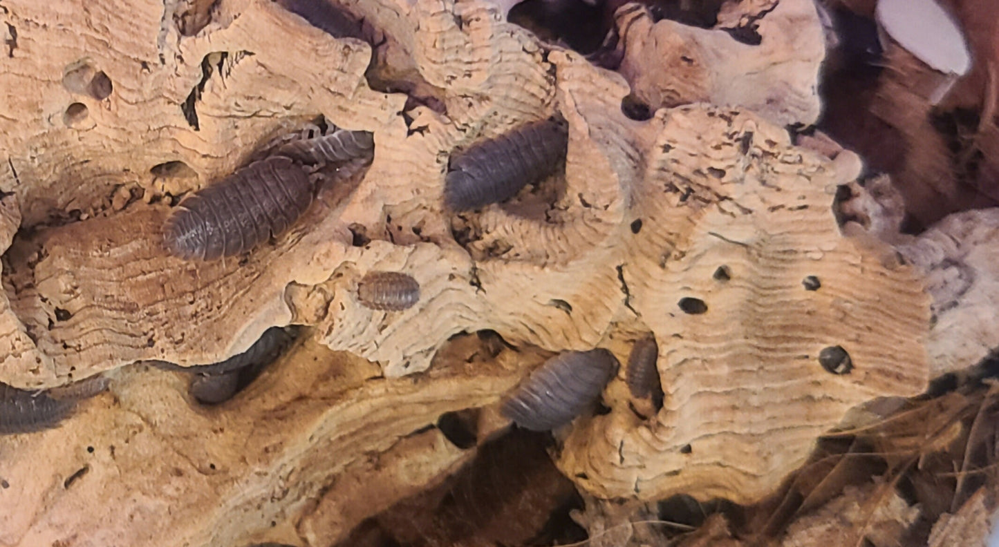 Isopod Colony - Giant Canyon 10+ ct