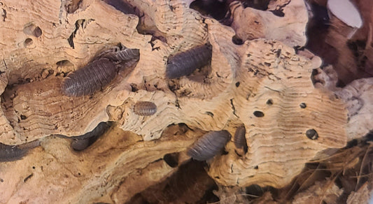 Isopod Colony - Giant Canyon 10+ ct
