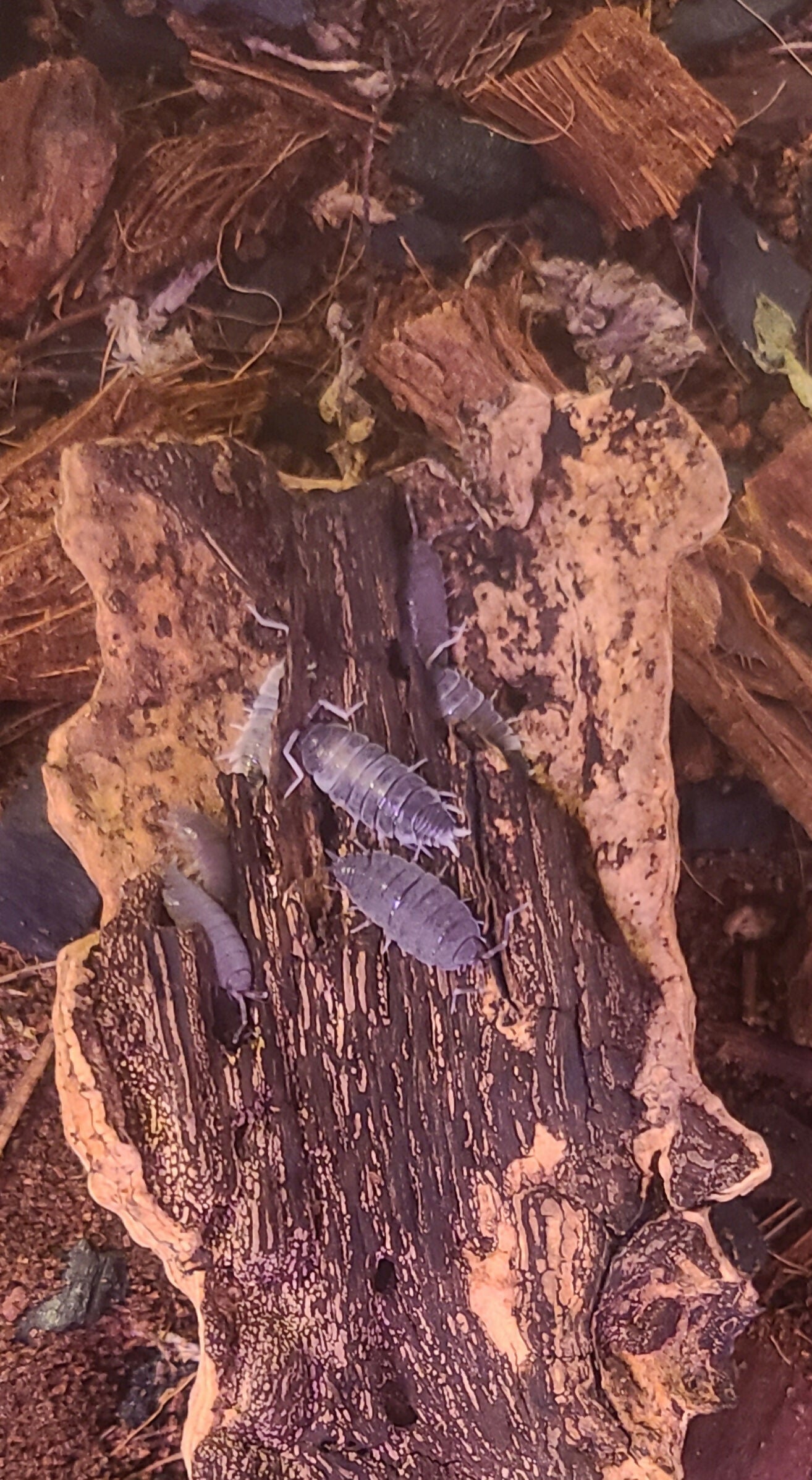Isopod Colony - Powder Blue 10+ ct