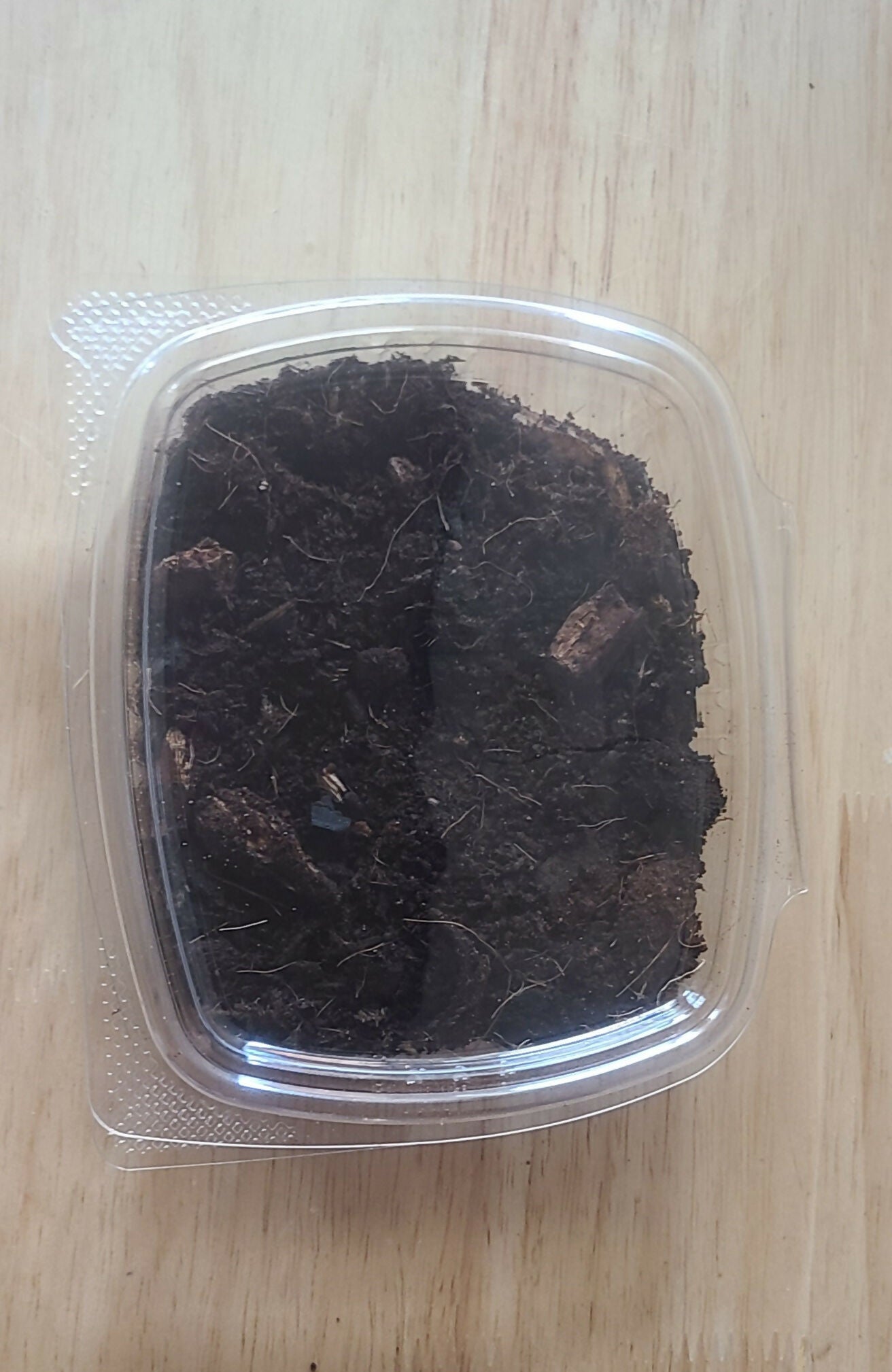 Isopod Colony - Zebra 10+ ct