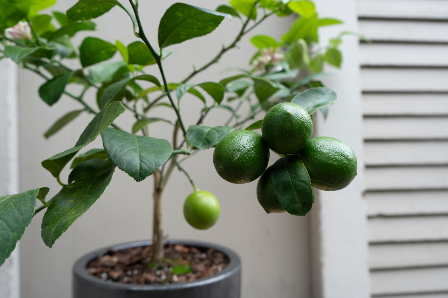 Meyer Lemon Tree in Large Ceramic Pot