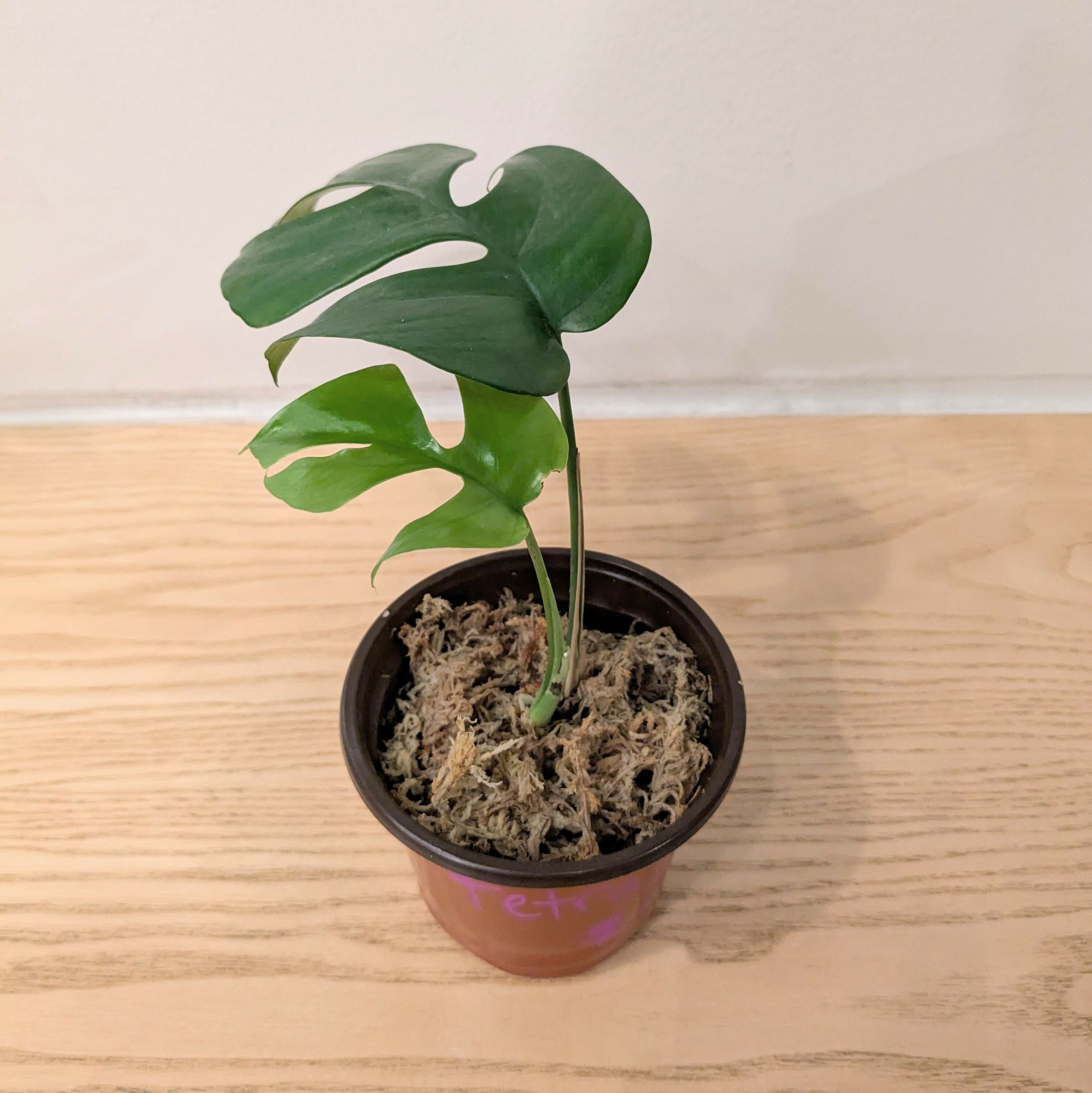 monstera plant mini Mini Monstera (Rhaphidophora tetrasperma) Size 3 / 140mm