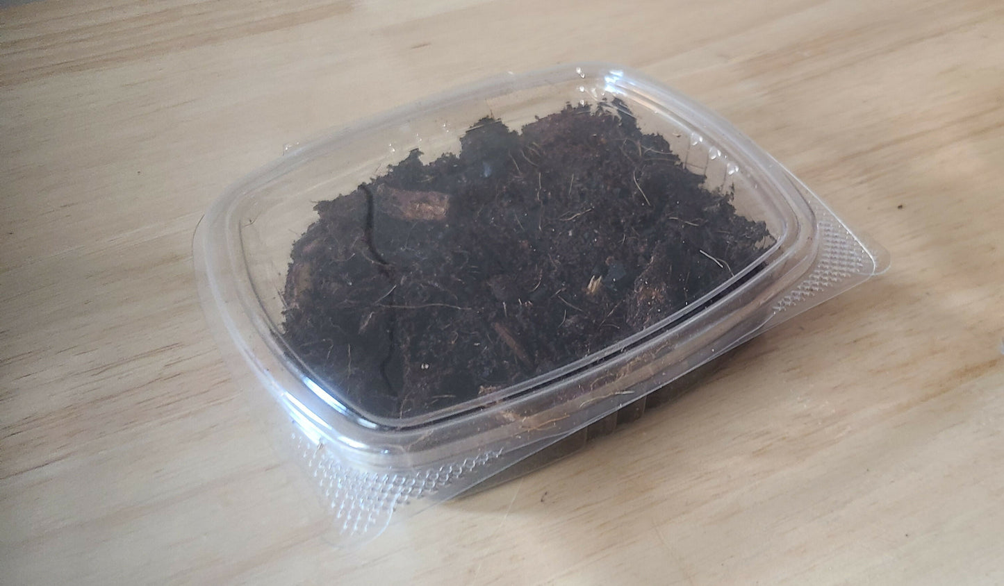 Isopod Colony - Dairy Cow 10+ ct