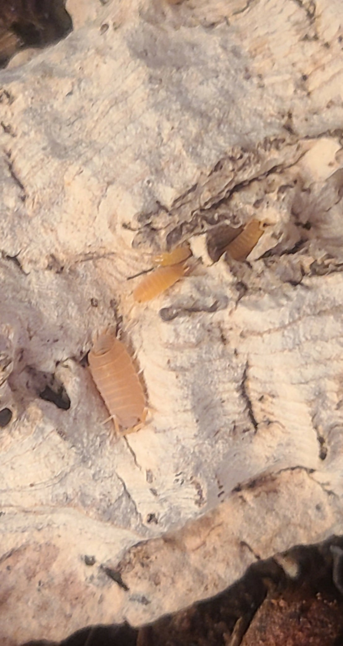 Isopod Colony - Powder Orange 10+ ct