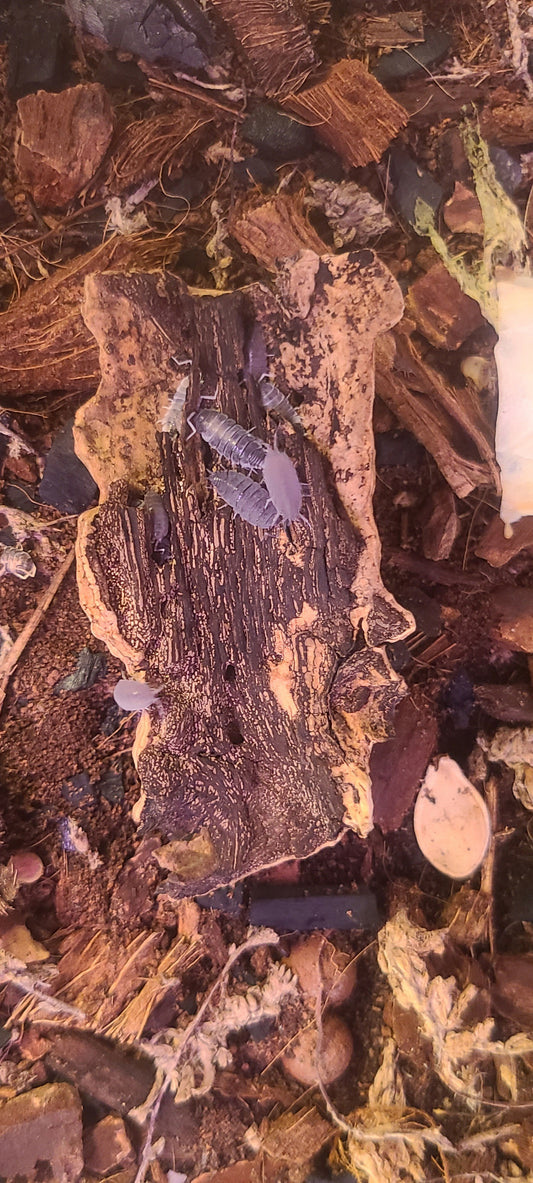 Isopod Colony - Powder Blue 10+ ct