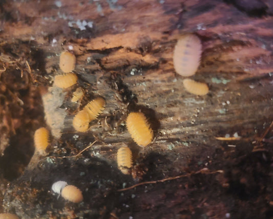 Isopod Colony - European Spikey 10+ ct