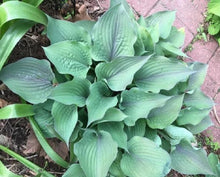 Load image into Gallery viewer, Hosta Jane&#39;s blush
