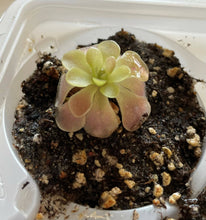 Load image into Gallery viewer, Pinguicula/ Butterwort Kewensis- Baby Ping
