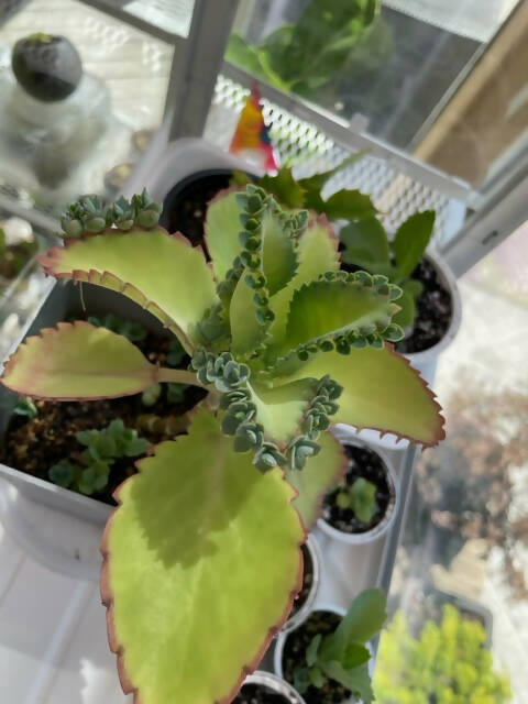 devil succulent Kalachole Daigremontiana/ Mother of Thousands/ Devil's Back bone – plantbaby