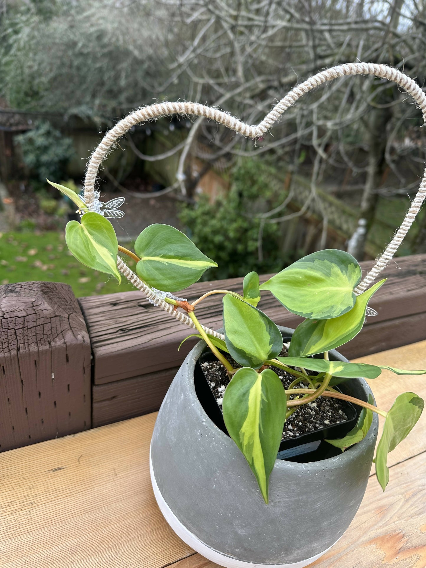 Plant Trellis- natural and white jute heart (13in)