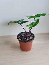 Load image into Gallery viewer, Syngonium podophyllum &#39;Albo&#39; 3.5&quot;
