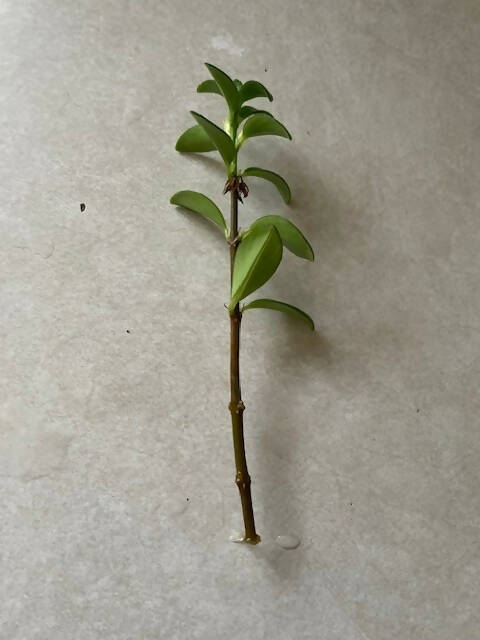 Goldfish Plant / Nematanthus gregarious