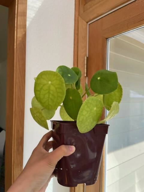 Pilea Peperomioides