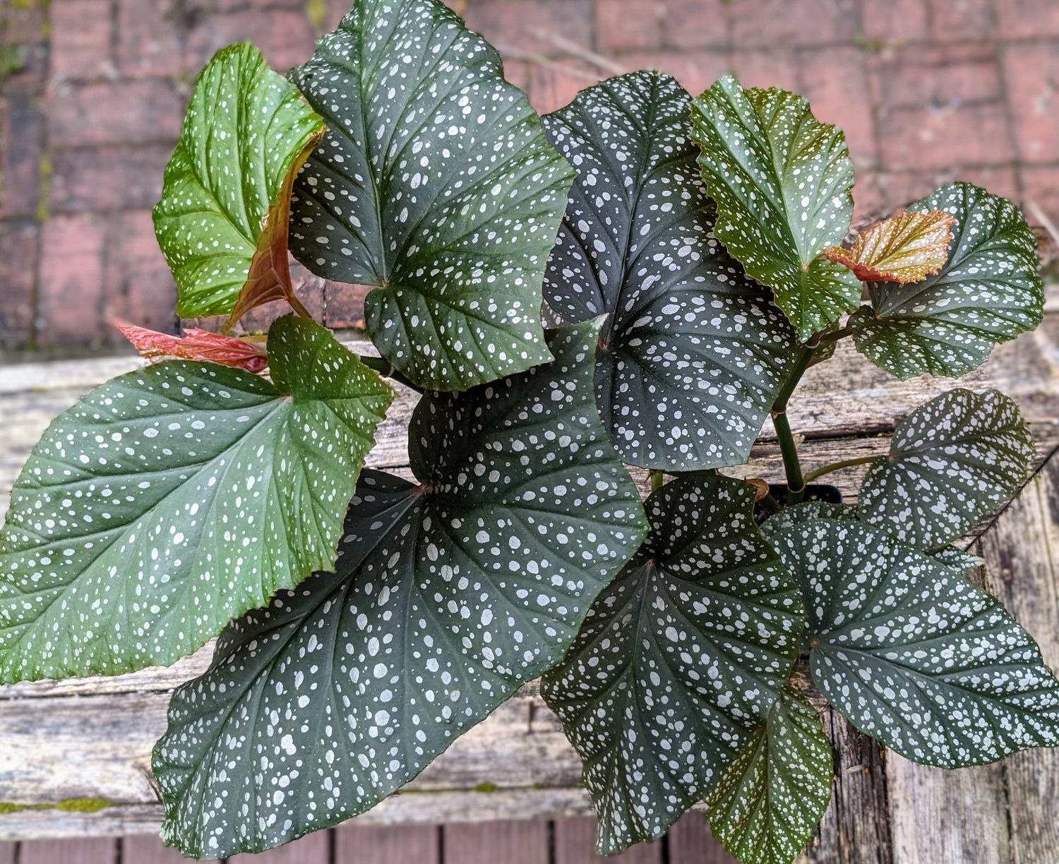 Angel Wing Begonia