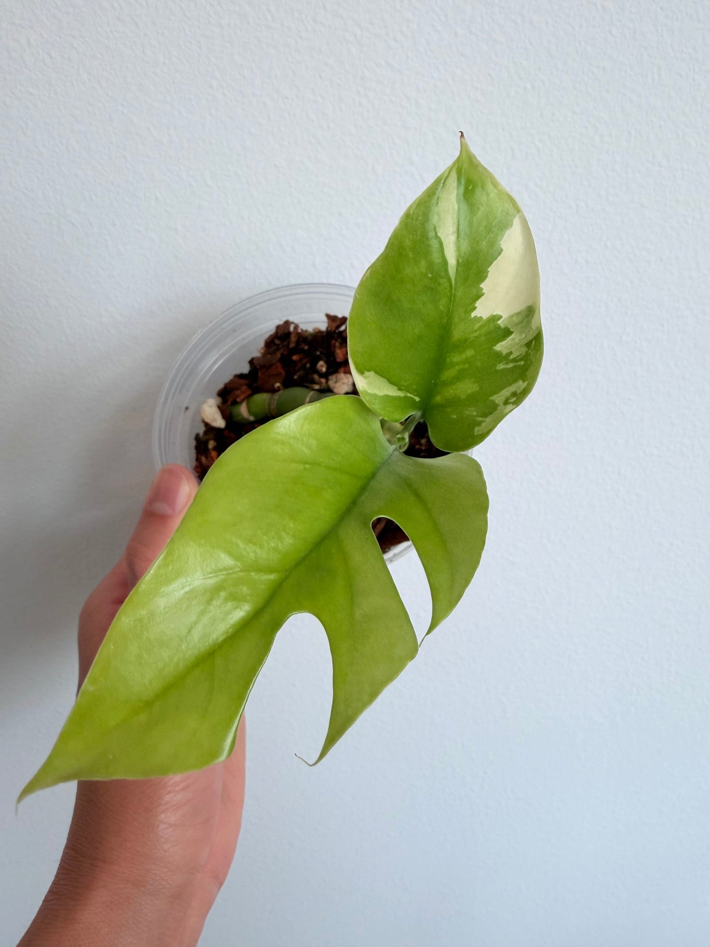 Rhaphidophora Tetrasperma Albo - 4" - possibly reverting