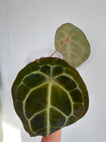 Anthurium Forgetii
