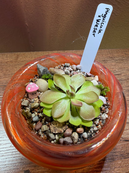 Mini “pingdom” Pinguicula xWeser