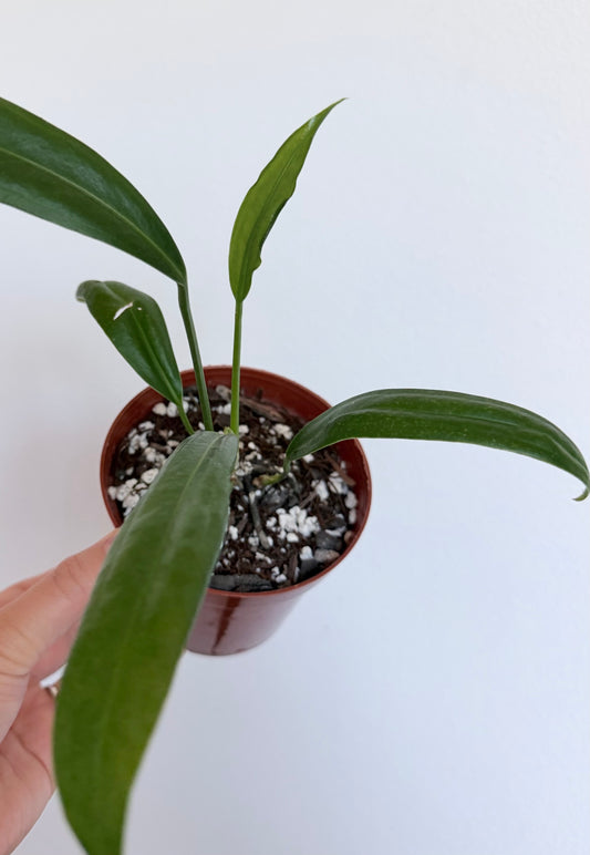 Anthurium 'Big Bill' - 4"