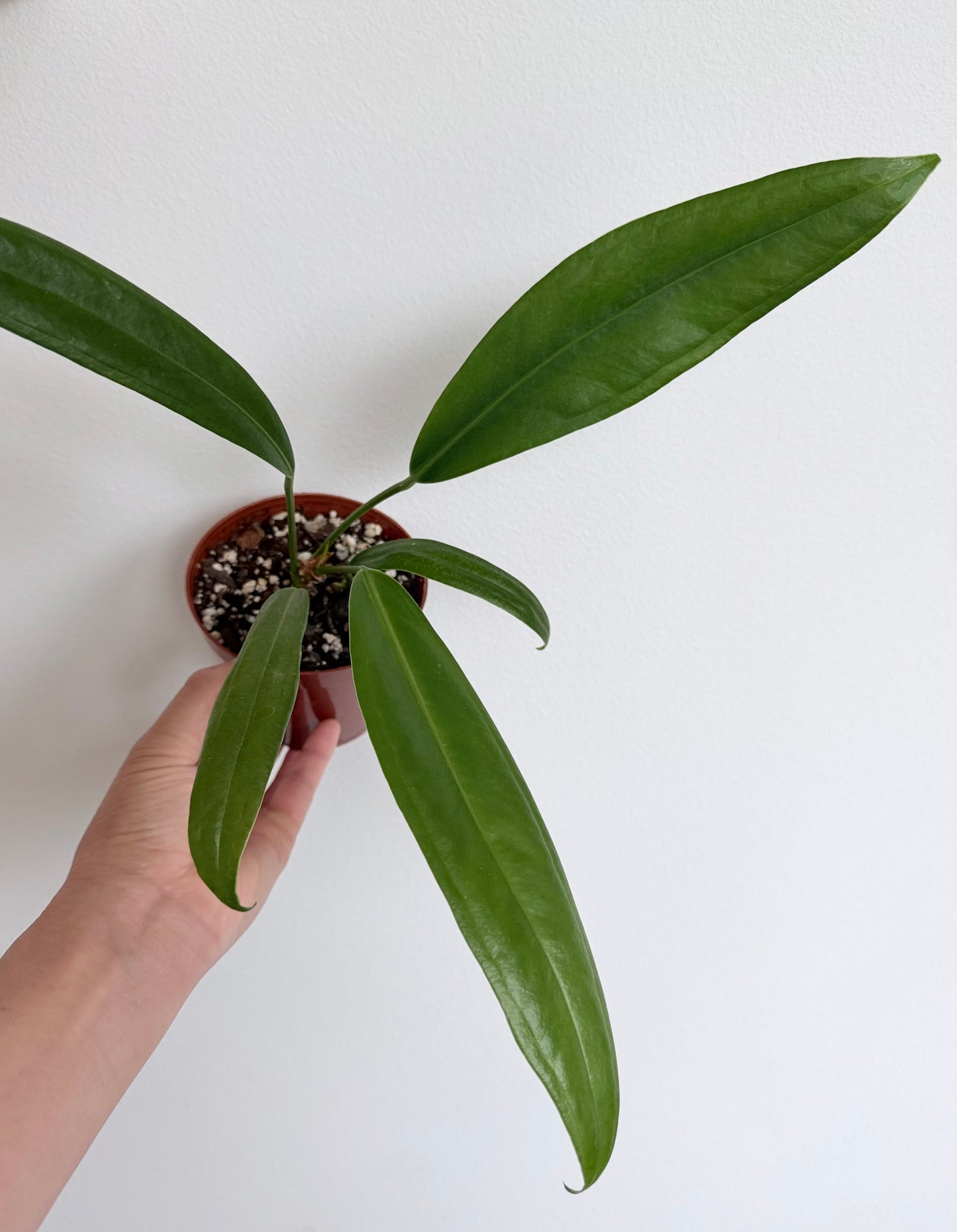 Anthurium sp. nov. “long leaf” (El Choco) - 4”