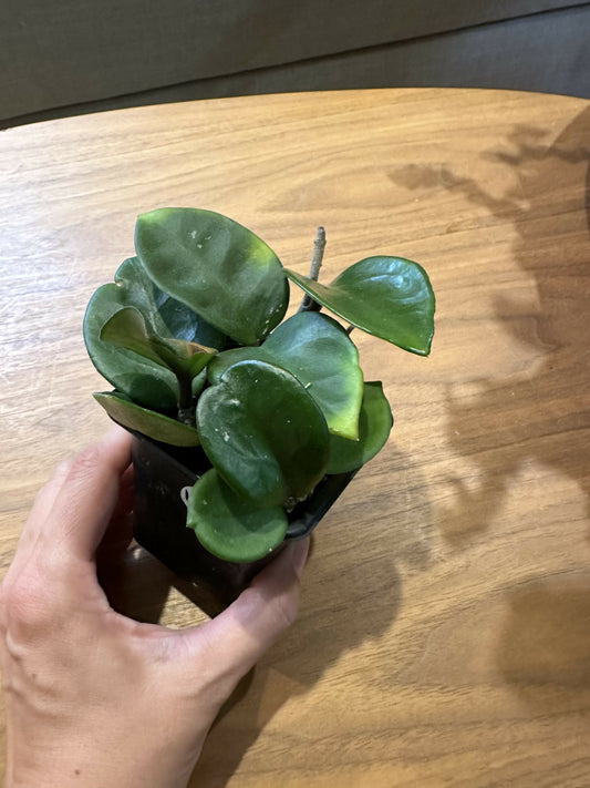 Hoya Carnosa “Chelsea”