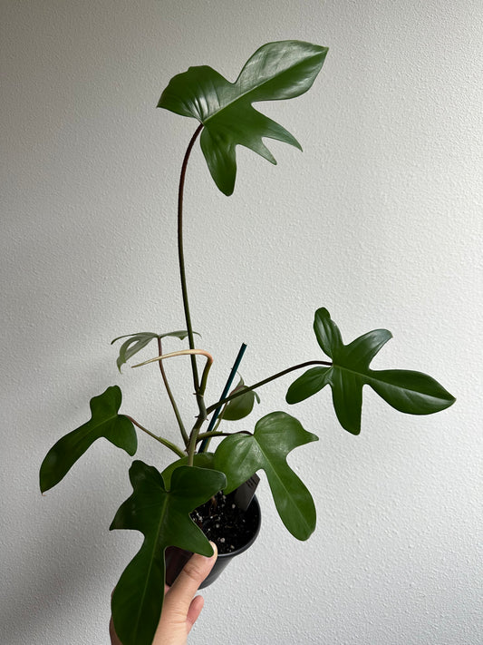 4" Philodendron 'Florida Green'