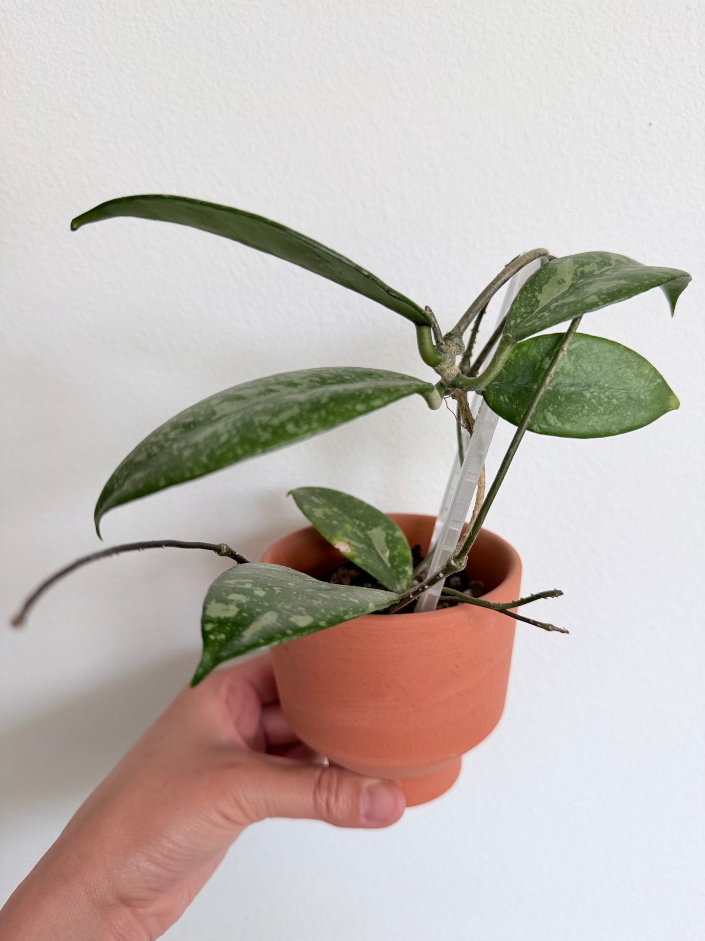 Hoya sp. Lai Chau