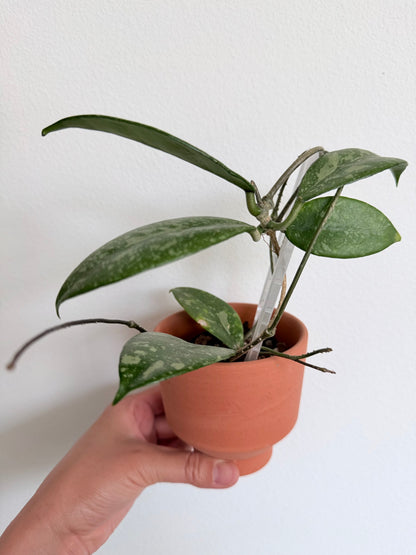 Hoya sp. Lai Chau