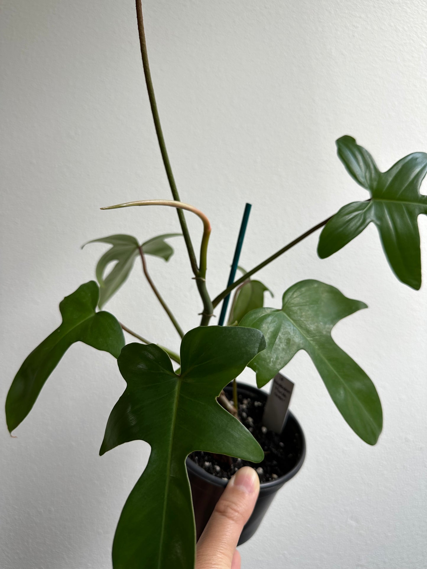 4" Philodendron 'Florida Green'