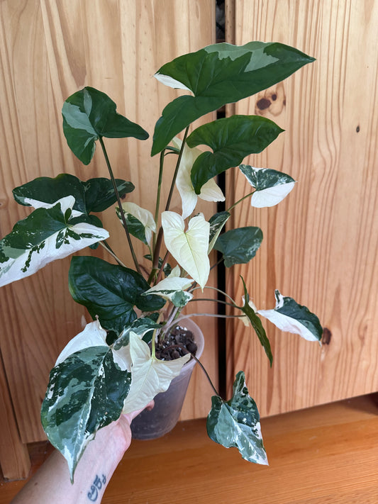 Syngonium podophyllum albo-variegatum